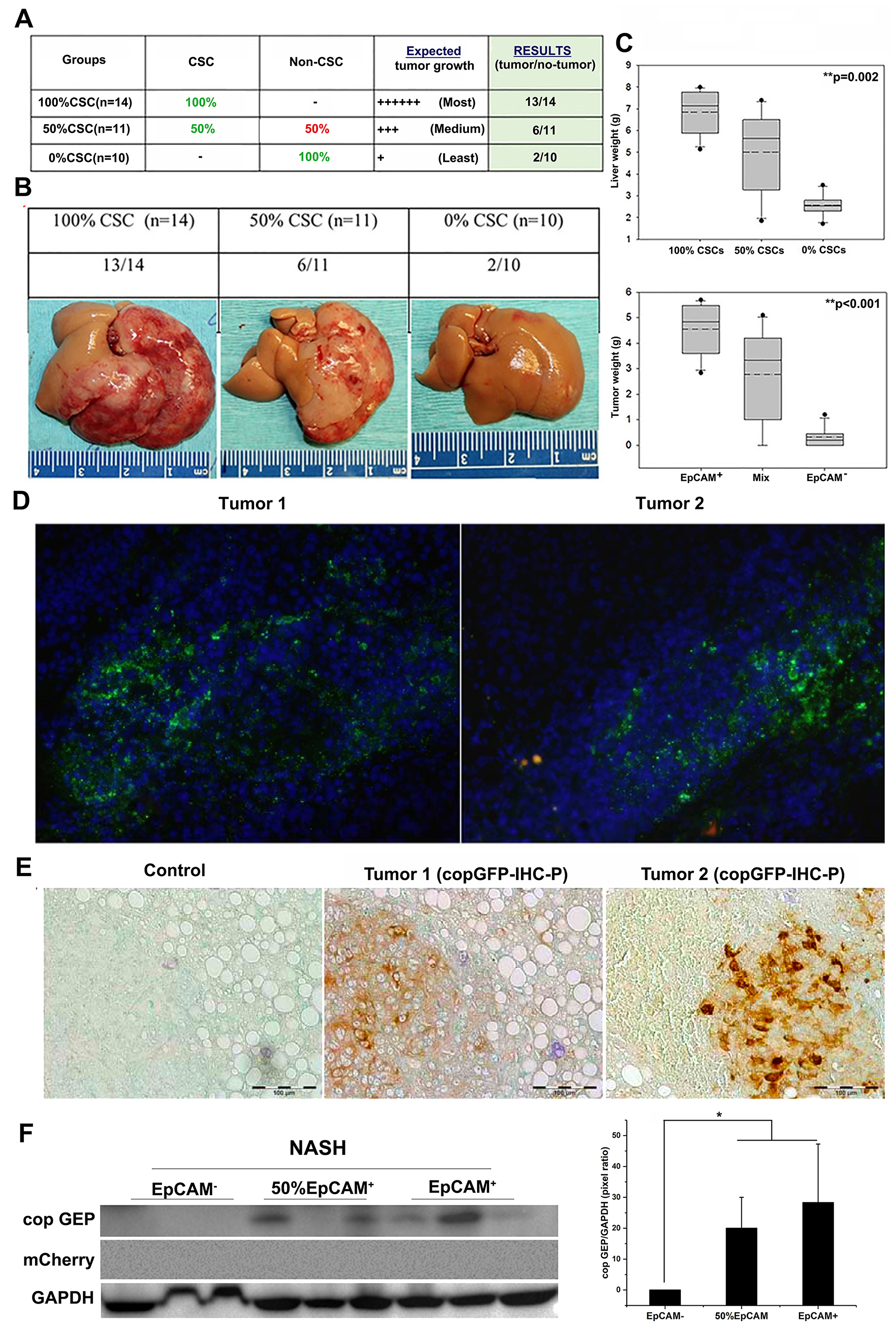 Lineage tracking study showed that tumor initiation in NASH liver microenvironment is dose-dependent of EpCAM+ CSCs.