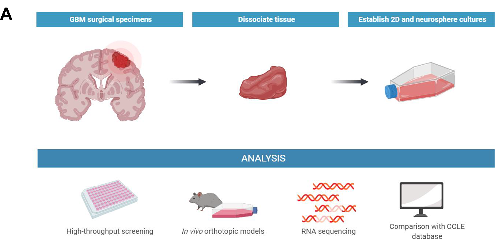 Isolation and growth characterization of new GBM models.