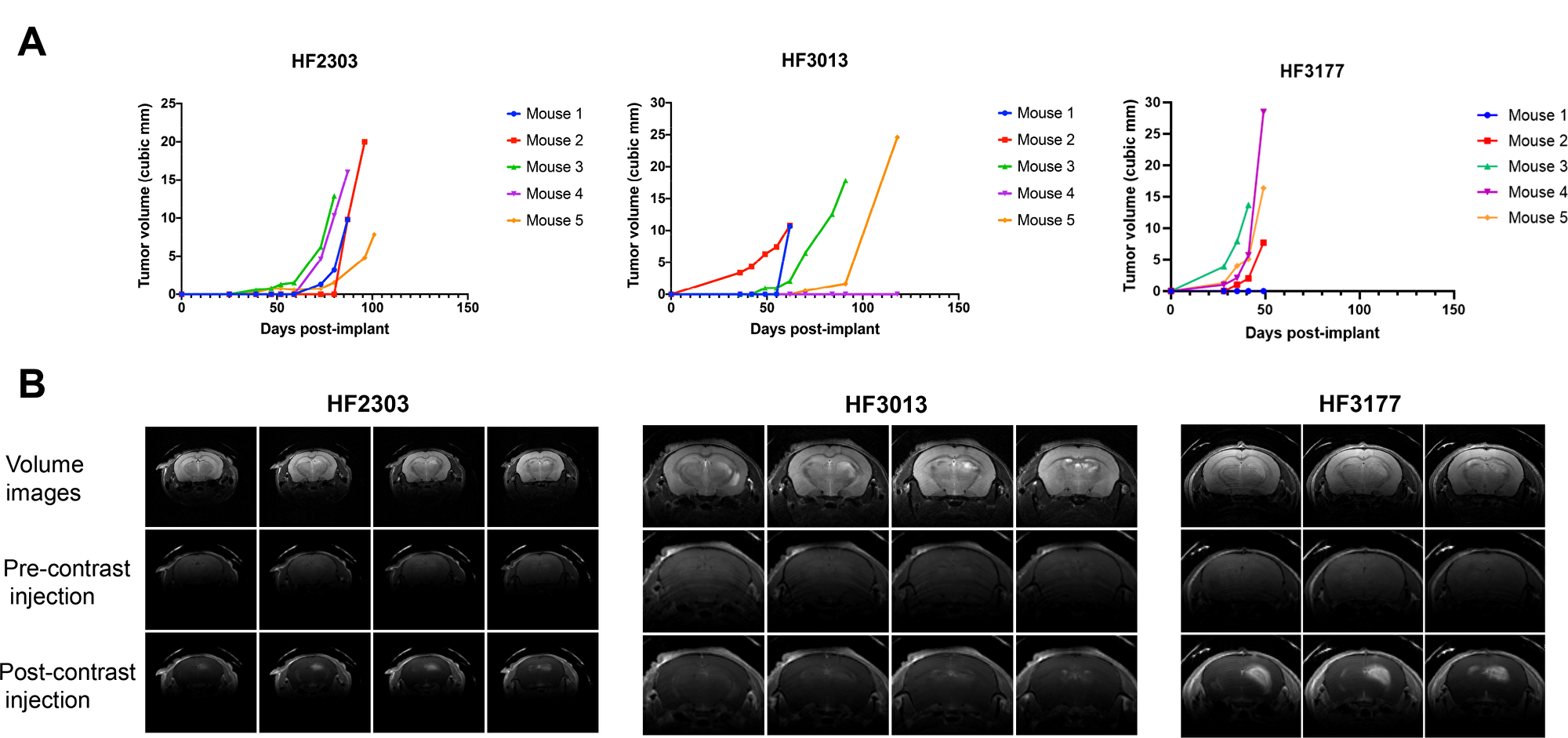 In vivo characteristics of orthotopic xenograft GBM models.