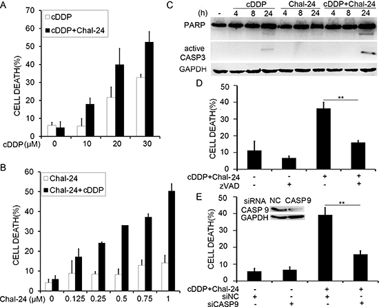 Combination of Chal-24 and cisplatin results in synergistic apoptotic cell death in lung cancer cells.