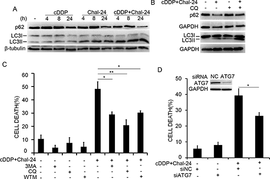 Autophagy is required for cell death induced by Chal-24 and cisplatin combination.