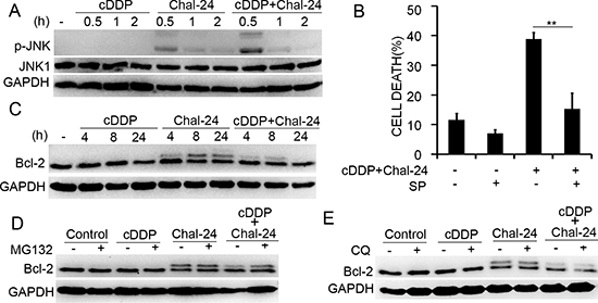 Combination of cisplatin and Chal-24 activates JNK-and phosphorylation of Bcl-2.