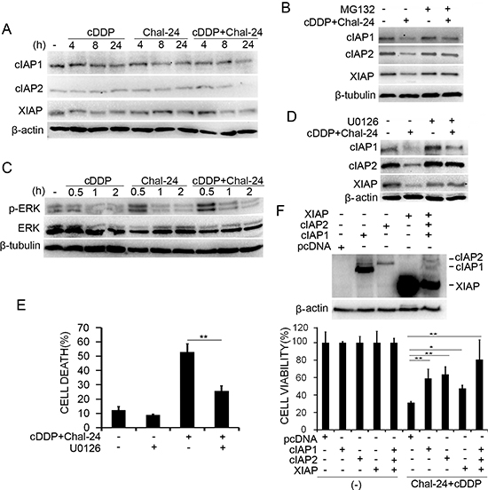 Combination of cisplatin and Chal-24 induces ERK-mediated degradation of the IAP proteins.