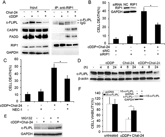 Combination of cisplatin and Chal-24 triggers Ripoptosome formation and c-FLIPL degradation.