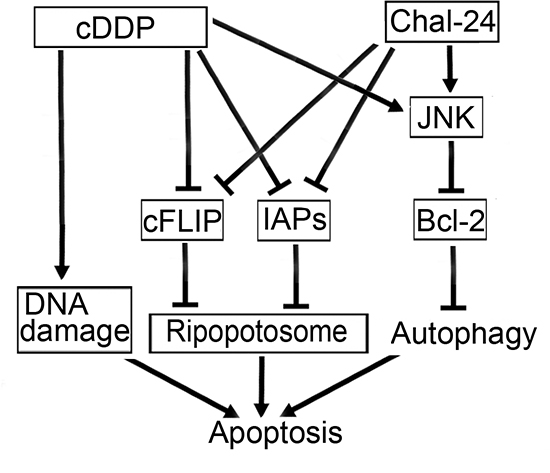 A model for Chal-24 and cisplatin combination in induction of apoptotic cell death.