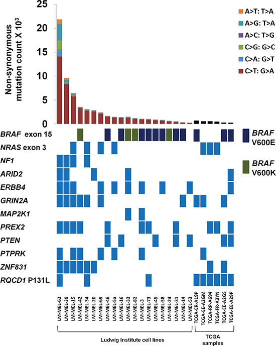 Mutational landscape of 20 metastatic melanomas.