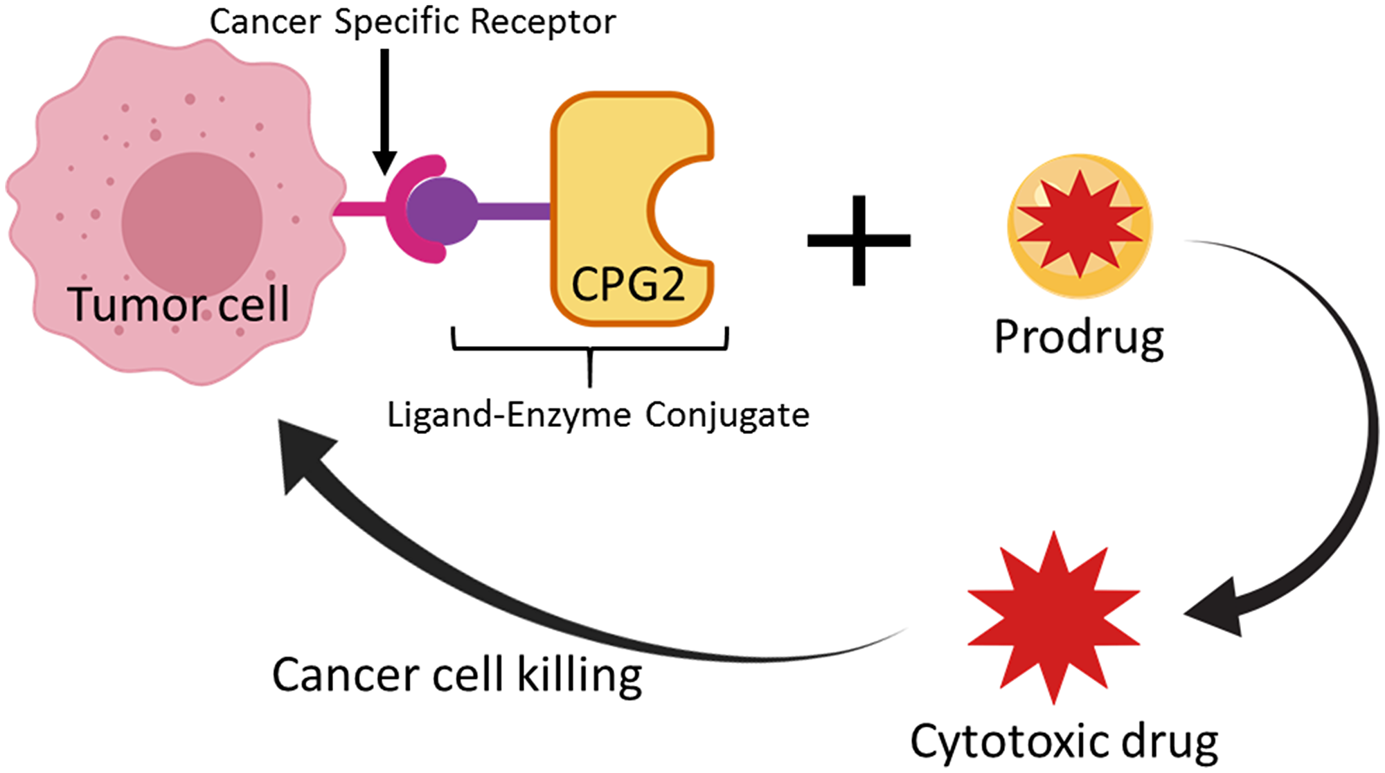 Figure 1: Schematic representation of the Ligand-Directed Enzyme Pro-Drug Therapy (LDEPT) strategy.