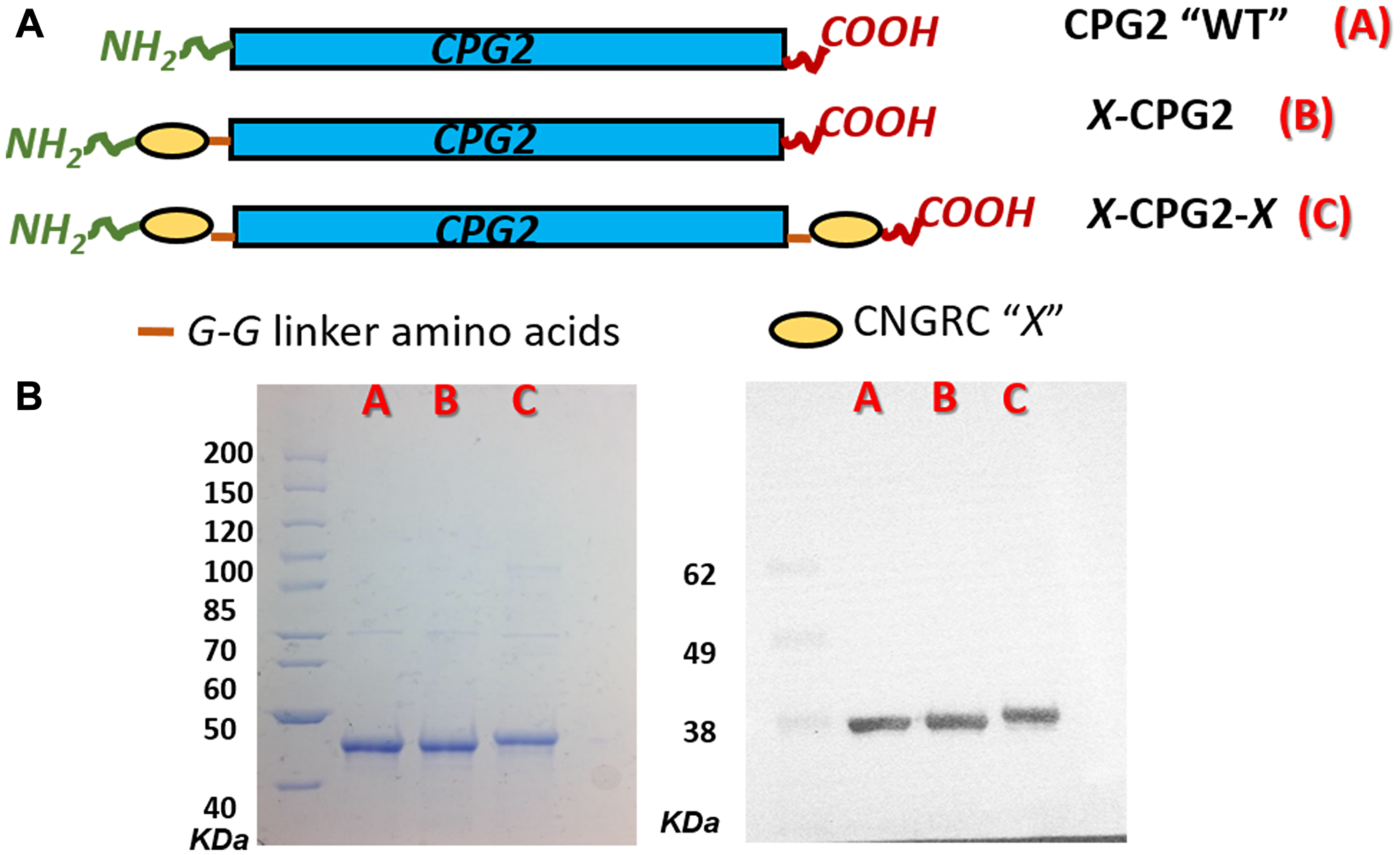 Cloning and production of CNGRC-CPG2 fusion proteins.
