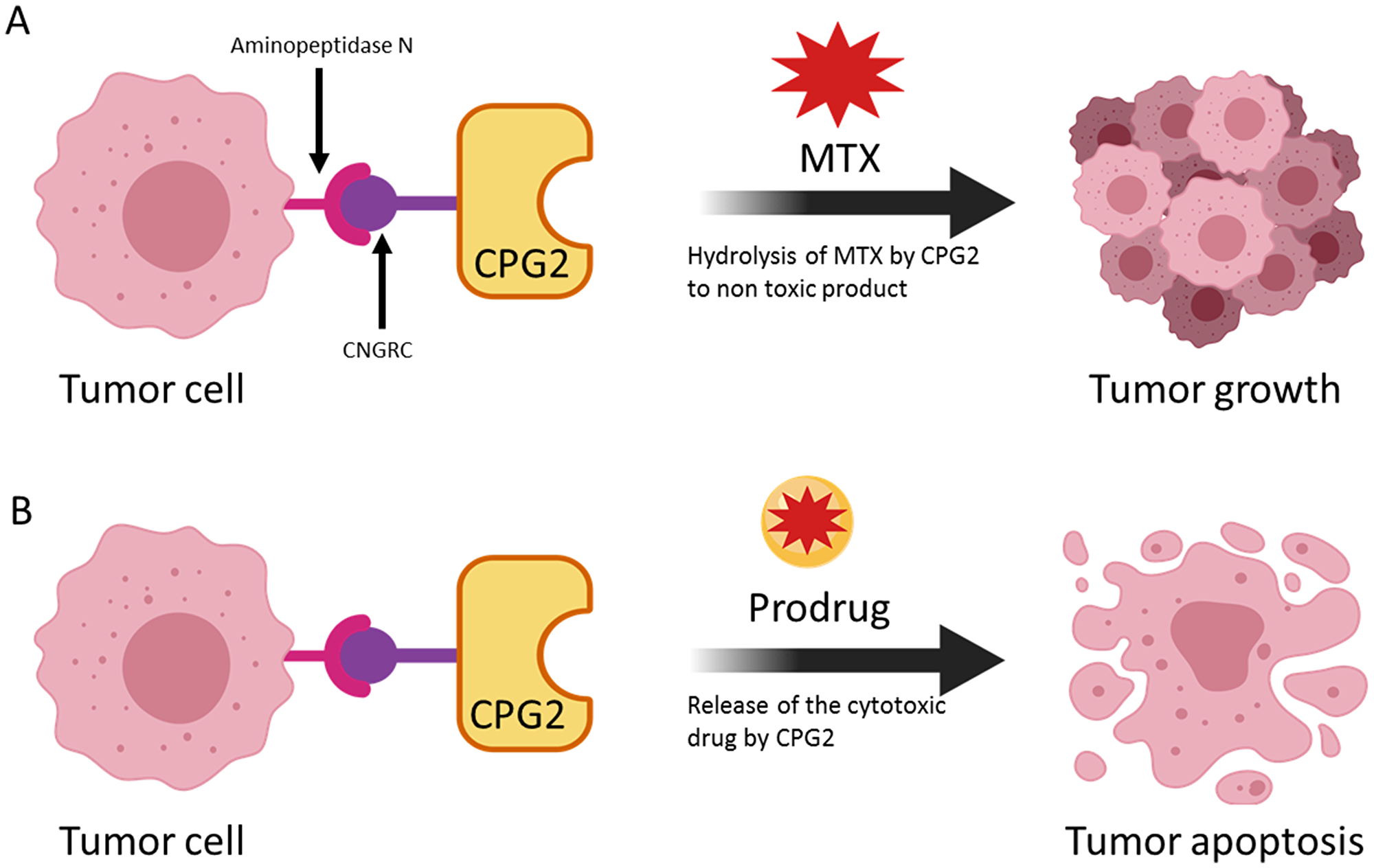 The use of a cytotoxic drug and a prodrug to demonstrate two uses of the LDEPT strategy.