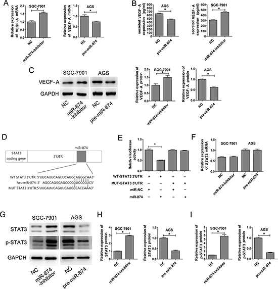 miR-874 inhibits VEGF expression. Identification of STAT3 as a potential target of miR-874.