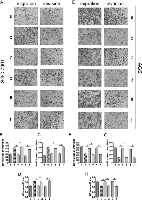 The roles of miR-874 and STAT3 in the regulation of HUVEC proliferation, migration and invasion.