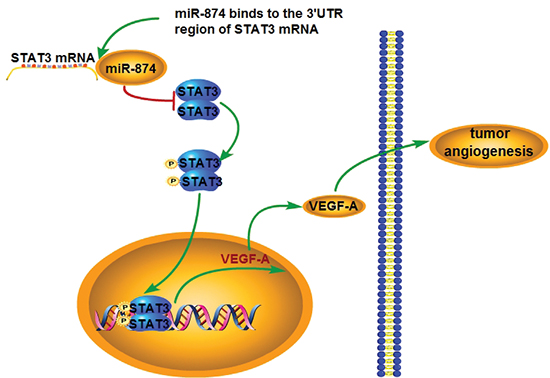 Schematic representation of the roles of miR-874 on the angiogenic properties of GC cells.