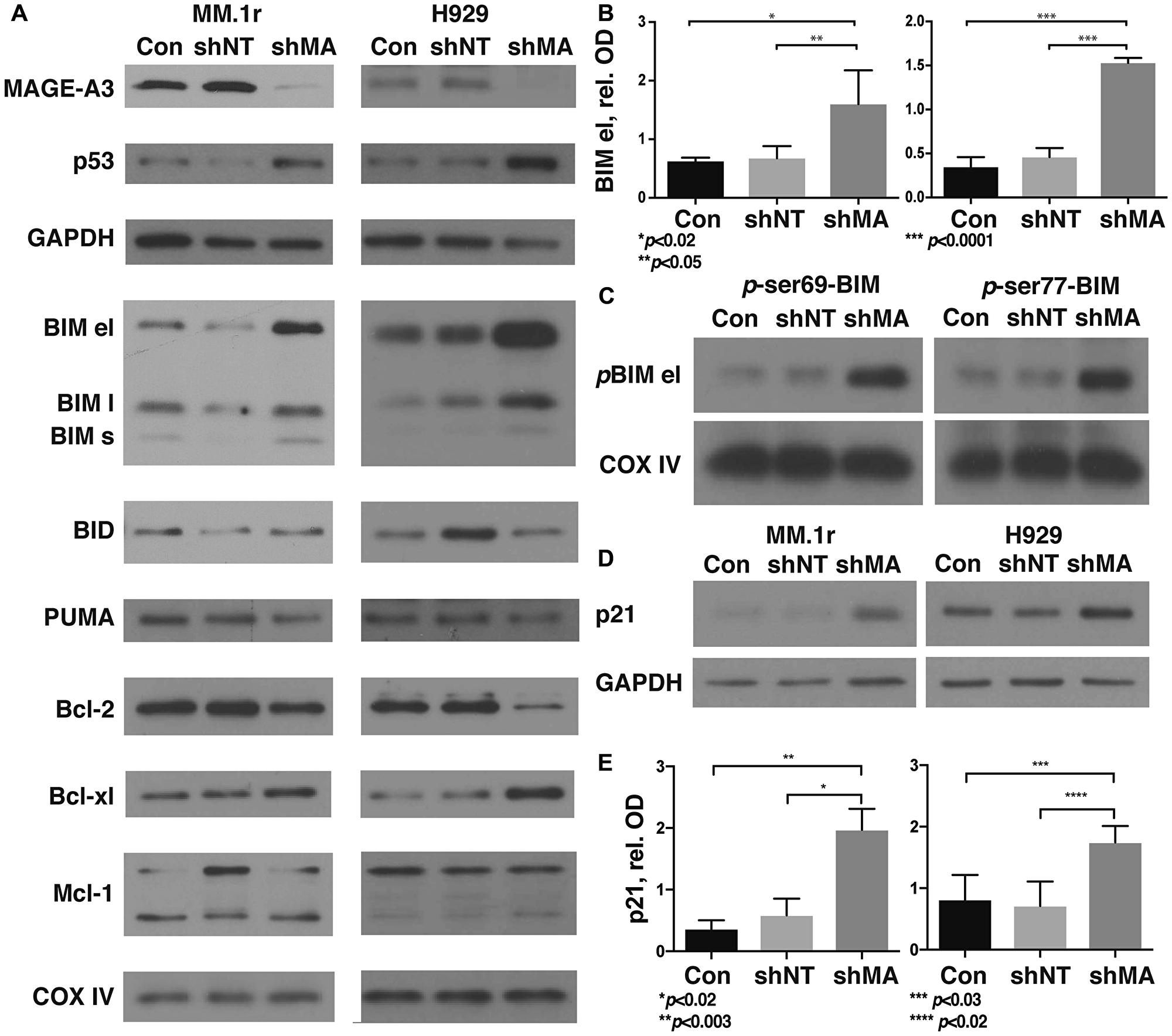 Silencing of MAGE-A in HMCL results in stabilization of phosphorylated BIM and p21Cip1.
