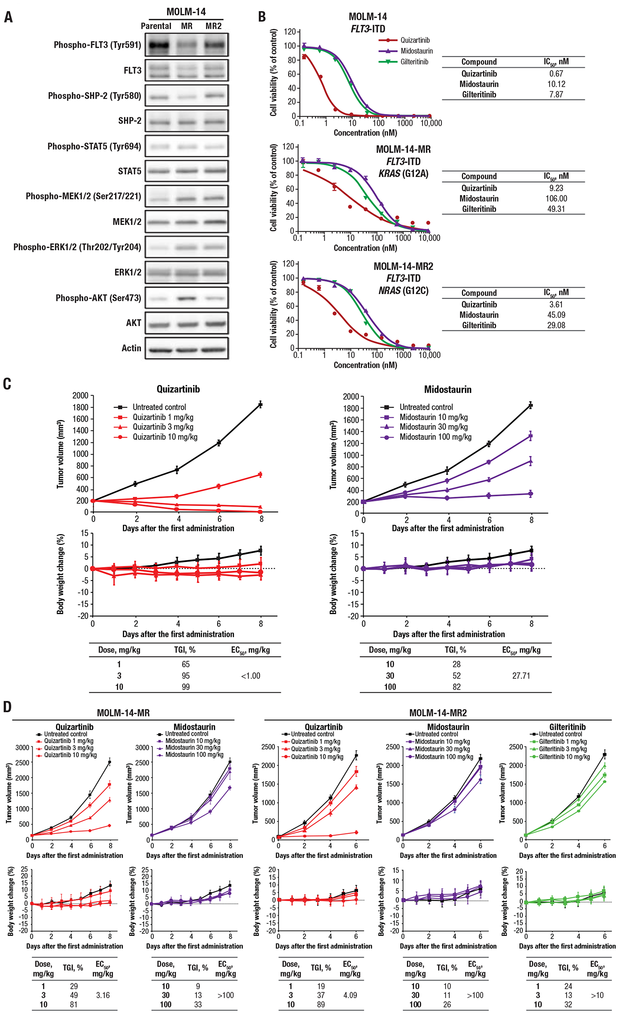 Quizartinib suppressed cell growth and had potent antitumor activity against midostaurin-resistant cells.