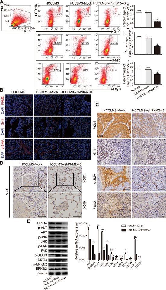 PKM2 induces MDSC infiltration in a xenograft nude mice model.