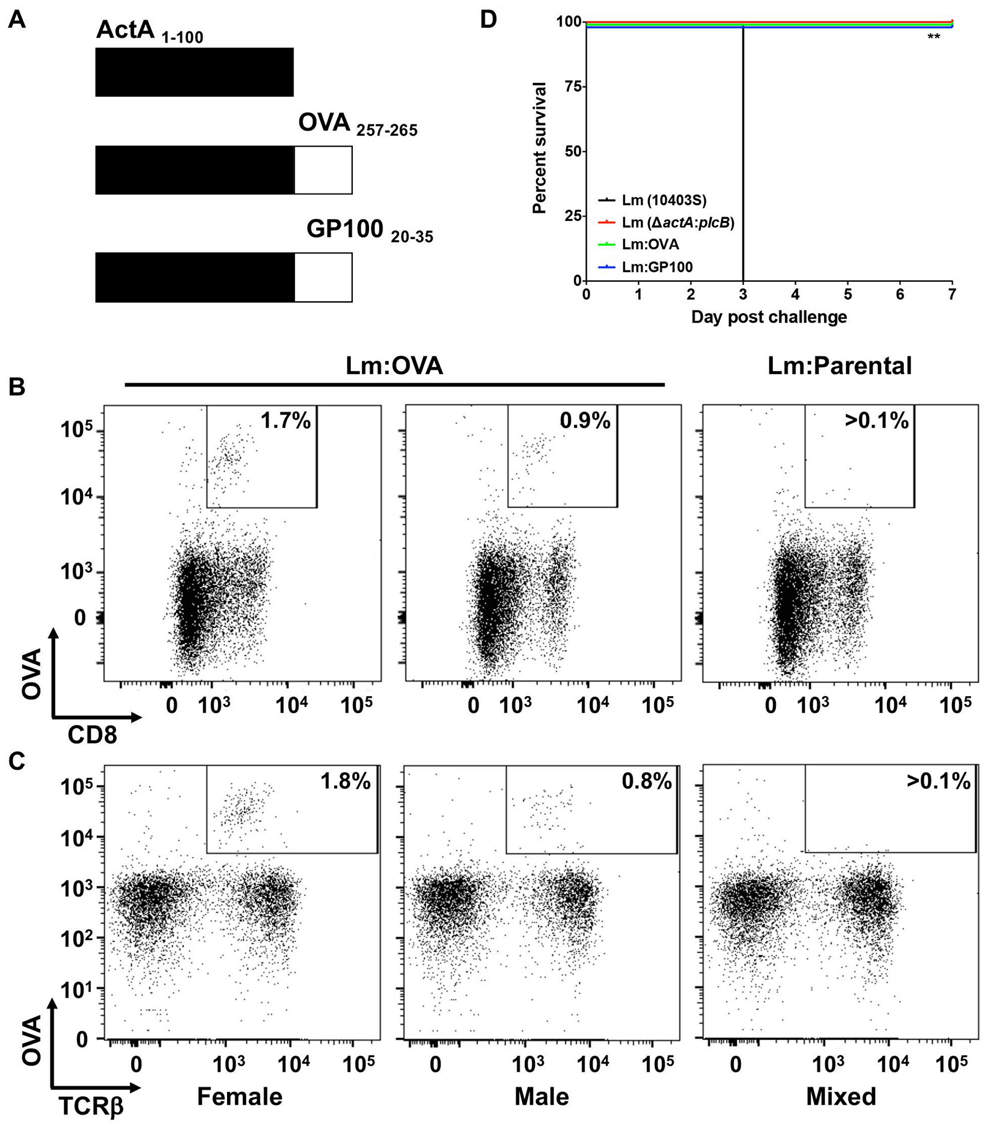 Attenuated L. monocytogenes expressing TAA induces specific CD8+ T-cell response.