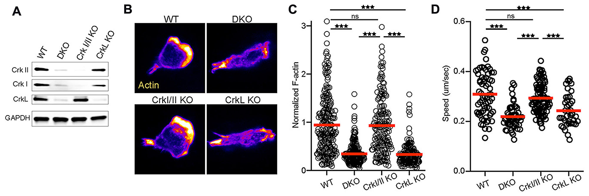 CrkL is required for T cell integrin responses.