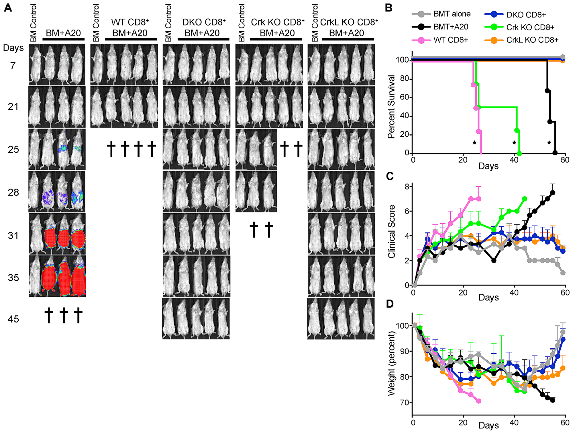 T cells lacking CrkL do not cause pathology in a model of GvHD/GVL.