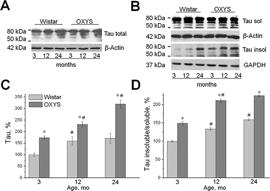 Increased expression of tau and the increased proportion of insoluble tau in OXYS rats. Expression of tau was analyzed by western blotting in the hippocampus of 3-, 12-, and 24-month-old OXYS and Wistar rats. The data are presented as a percentage of the data from 3-month-old Wistar rats in a group.