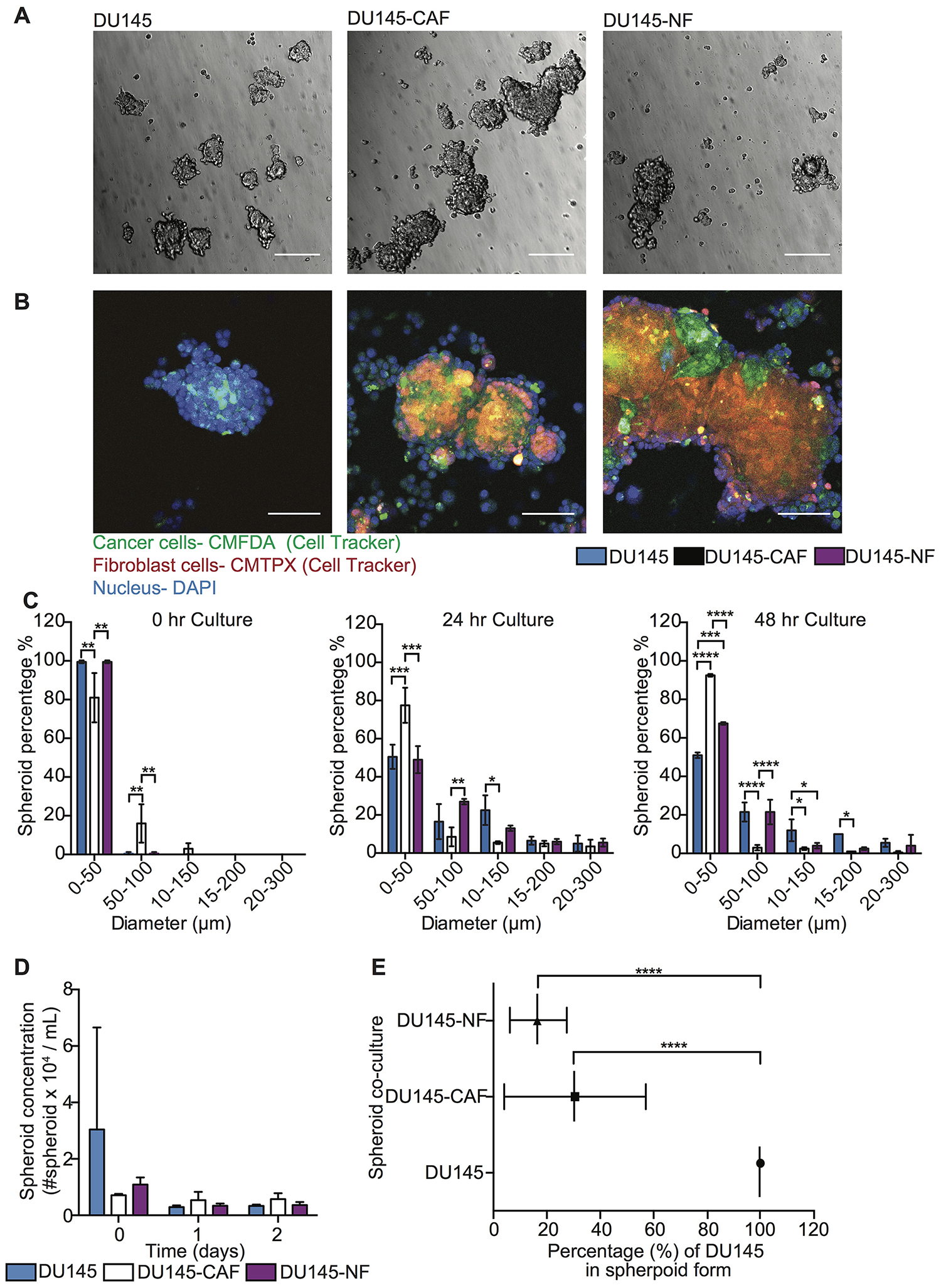 Characterization of DU145 and stromal cell co-culture in spheroid growth and composition.