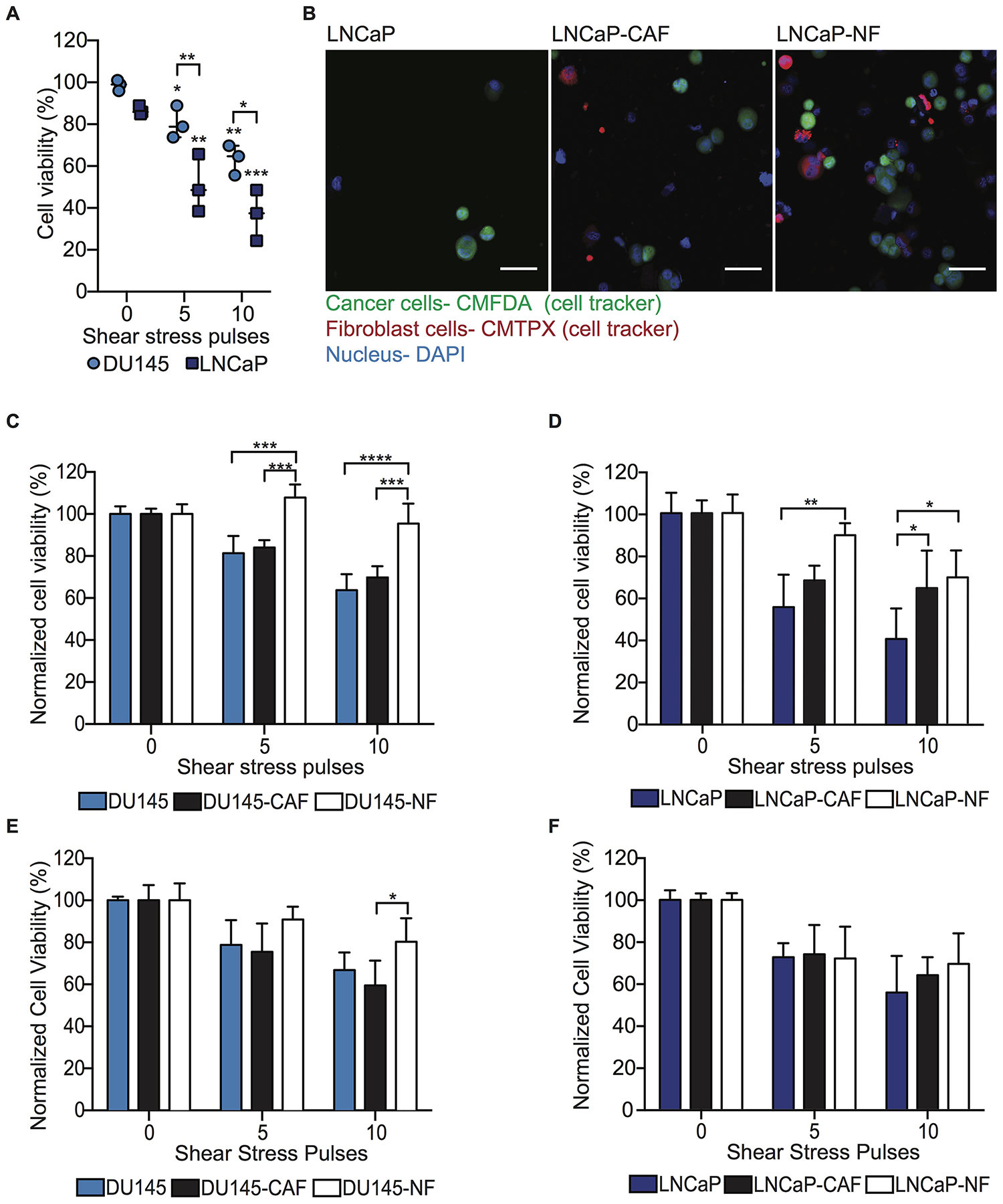 NF induces FSS resistance in metastatic PC cells through intercellular contacts and soluble derived factors.