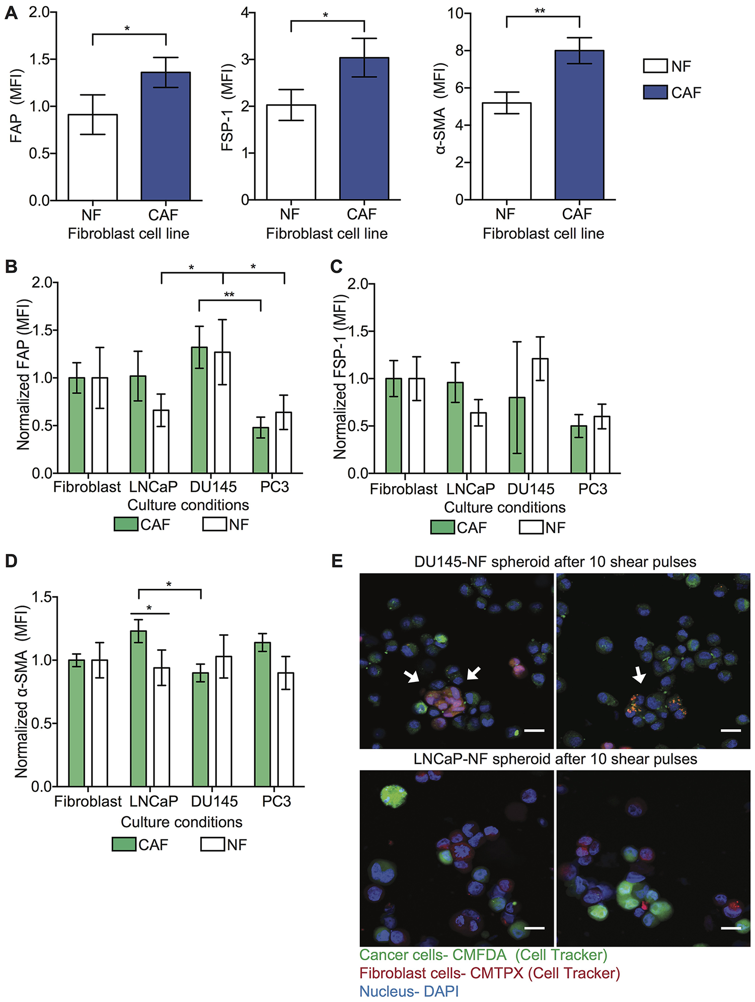 NFs are activated into CAF phenotype.