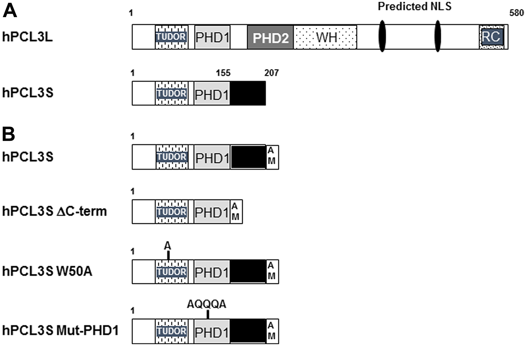 Human hPCL3L and hPCL3S isoforms and their identified functional domains.