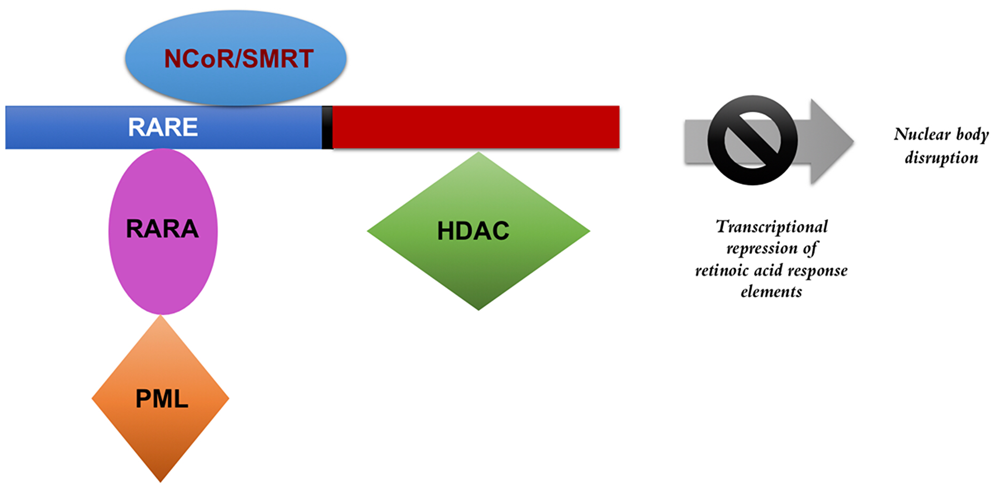 Figure 1: PML-RARA transcriptional repression.