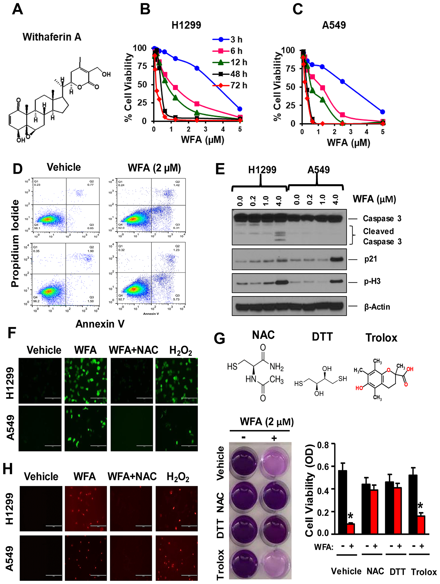 Figure 1: WFA inhibits NSCLC cell proliferation via thiol dependent induction of apoptosis.