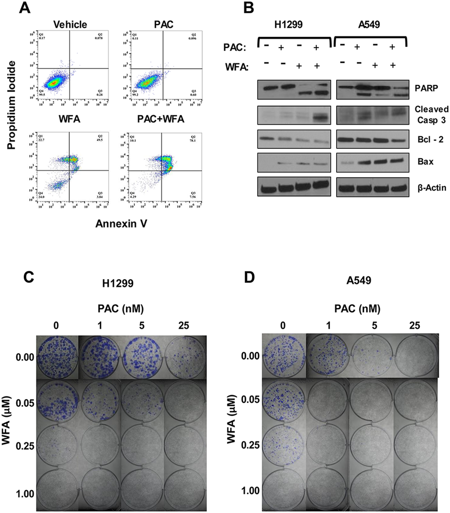 The combination of PAC and WFA synergistically induced apoptosis and inhibited colony formation in NSCLC cells.
