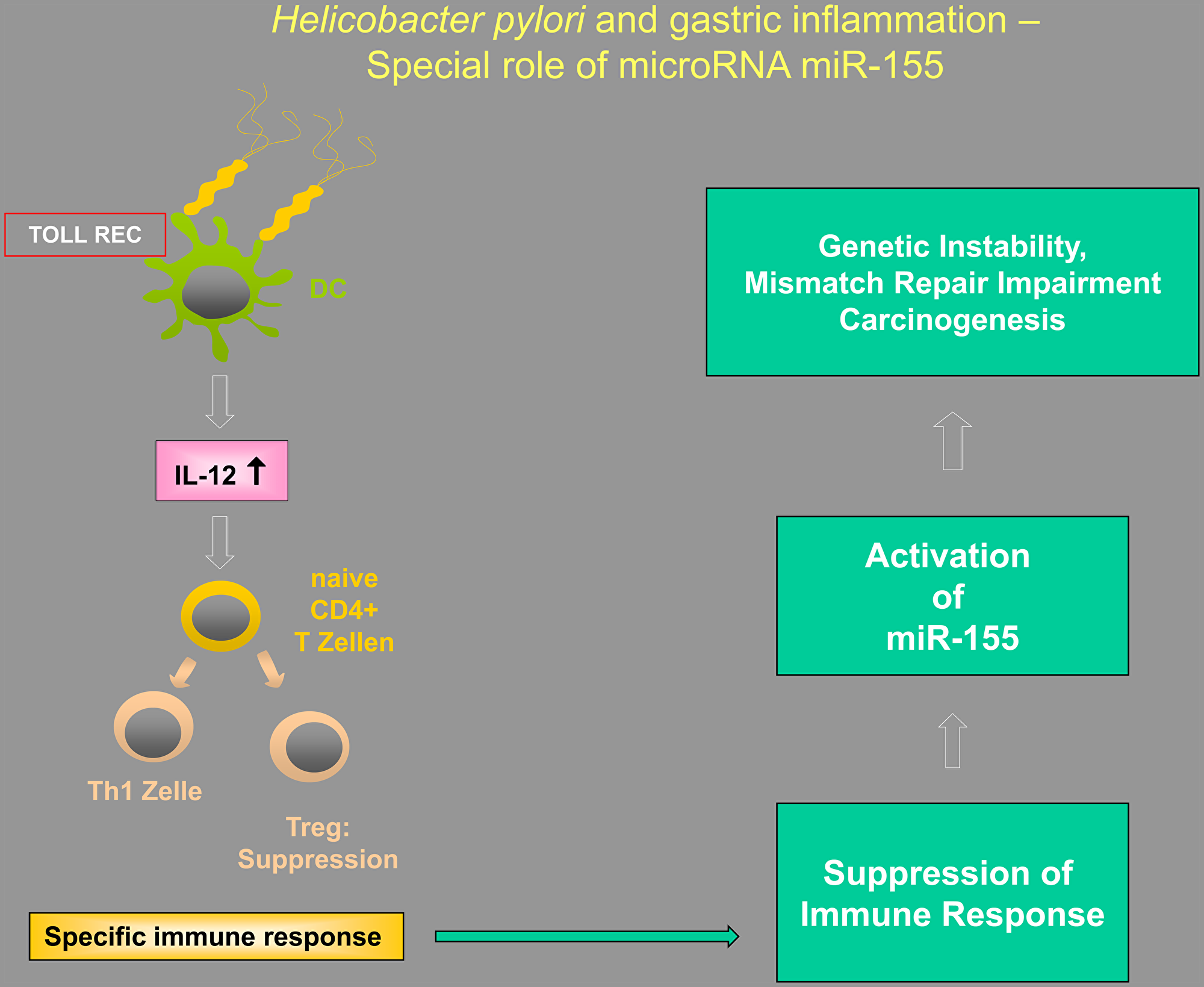 Figure 1: Illustration of the putative interactions between Tregs, Toll-like receptors (TLRs), and microRNAs in  Helicobacter-induced inflammation, highlighting the special importance of miR-155.