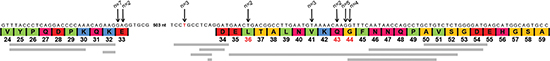 Schematic presentation of MED12 exon 1 and exon 2 mutations in CLL identified in this study.