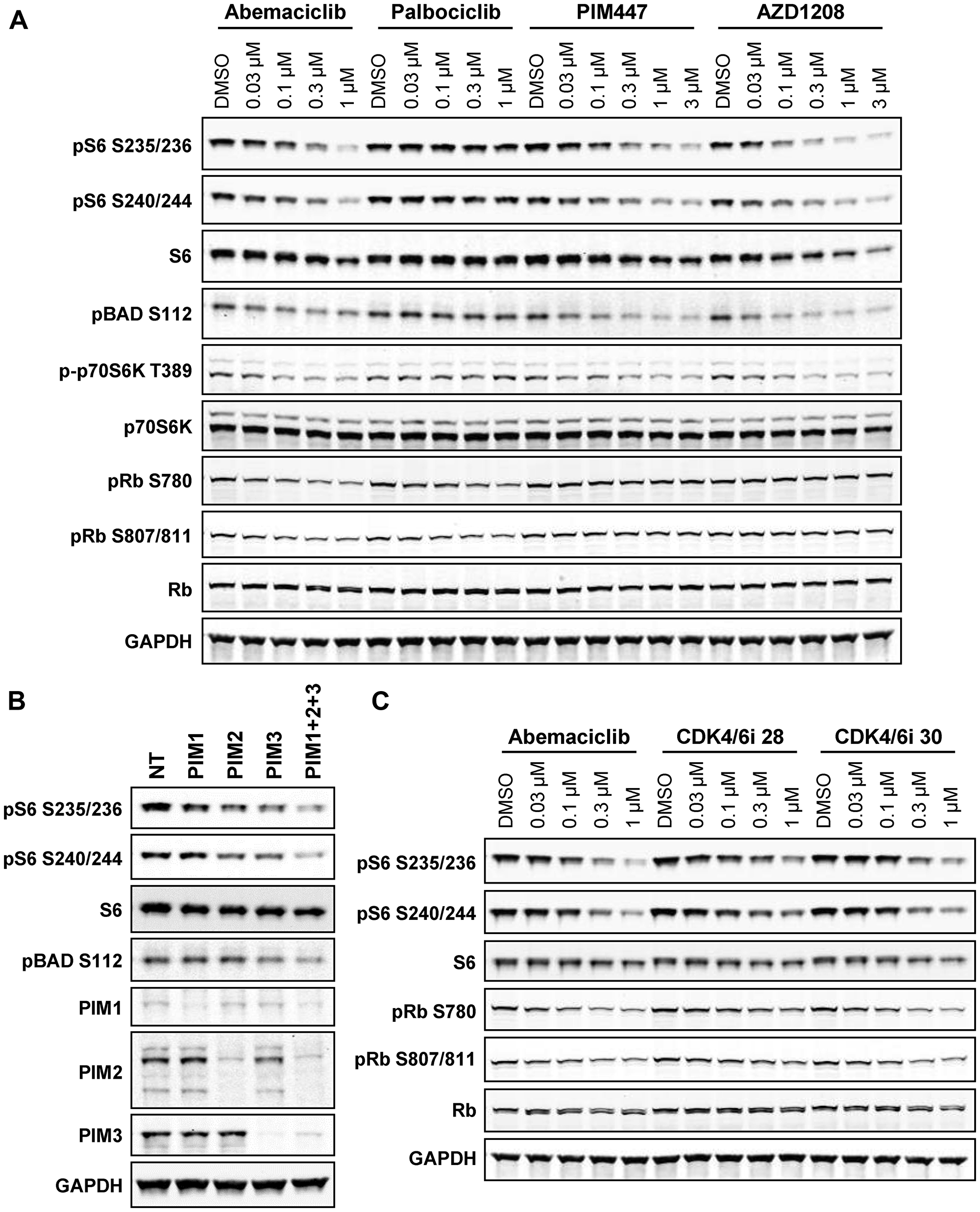 PIM kinase inhibition phenocopies effects of abemaciclib on mTOR signaling.