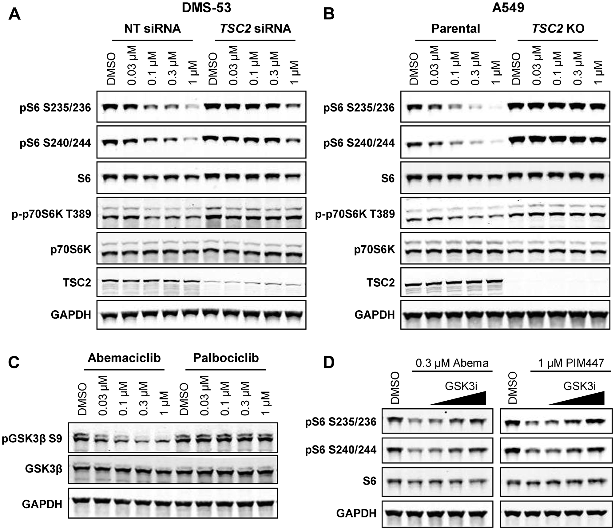 Inhibition of mTOR signaling by abemaciclib requires TSC2 and GSK3β.