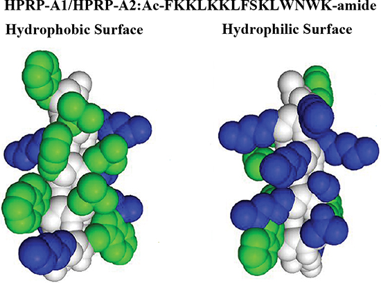 Peptide sequence and space-filling model of HPRP-A1/HPRP-A2.