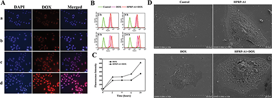 Fluorescence and flow cytometry studies of cellular entry of drugs of HeLa cells treated with DOX alone or DOX and HPRP-A1 combination, and morphological study of HeLa cells treated with different drugs by scanning electron microscopy.