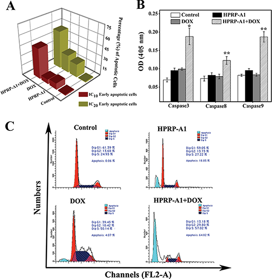 Apoptosis and cell cycle studies of HPRP-A1 and/or DOX in vitro.