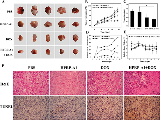 Effect of HPRP-A1 and DOX combination on inhibiting HeLa cell xenograft growth in nude mice.