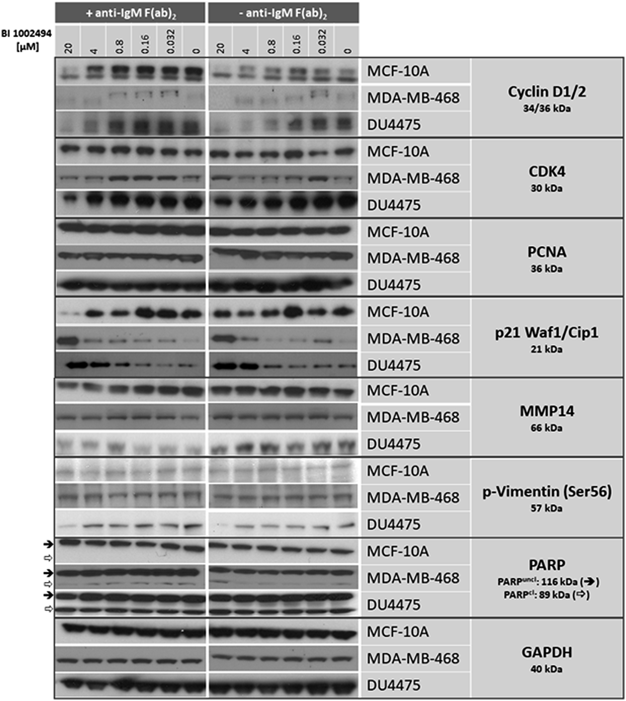 Western blot: effect of 16-hour incubation of BI 1002494 (0, 0.032, 0.16, 0.8, 4 and 20 μM) on selected proliferative (cyclin D1/2, CDK4, PCNA, p21 Waf1/Cip1) and EMT/invadopodia (MMP14, PARP, phospho-vimentin Ser56) marker proteins in a non-tumorigenic, spontaneously immortalized human breast epithelial cell line MCF-10A and in two breast cancer cell lines MDA-MB-468 and DU4475.
