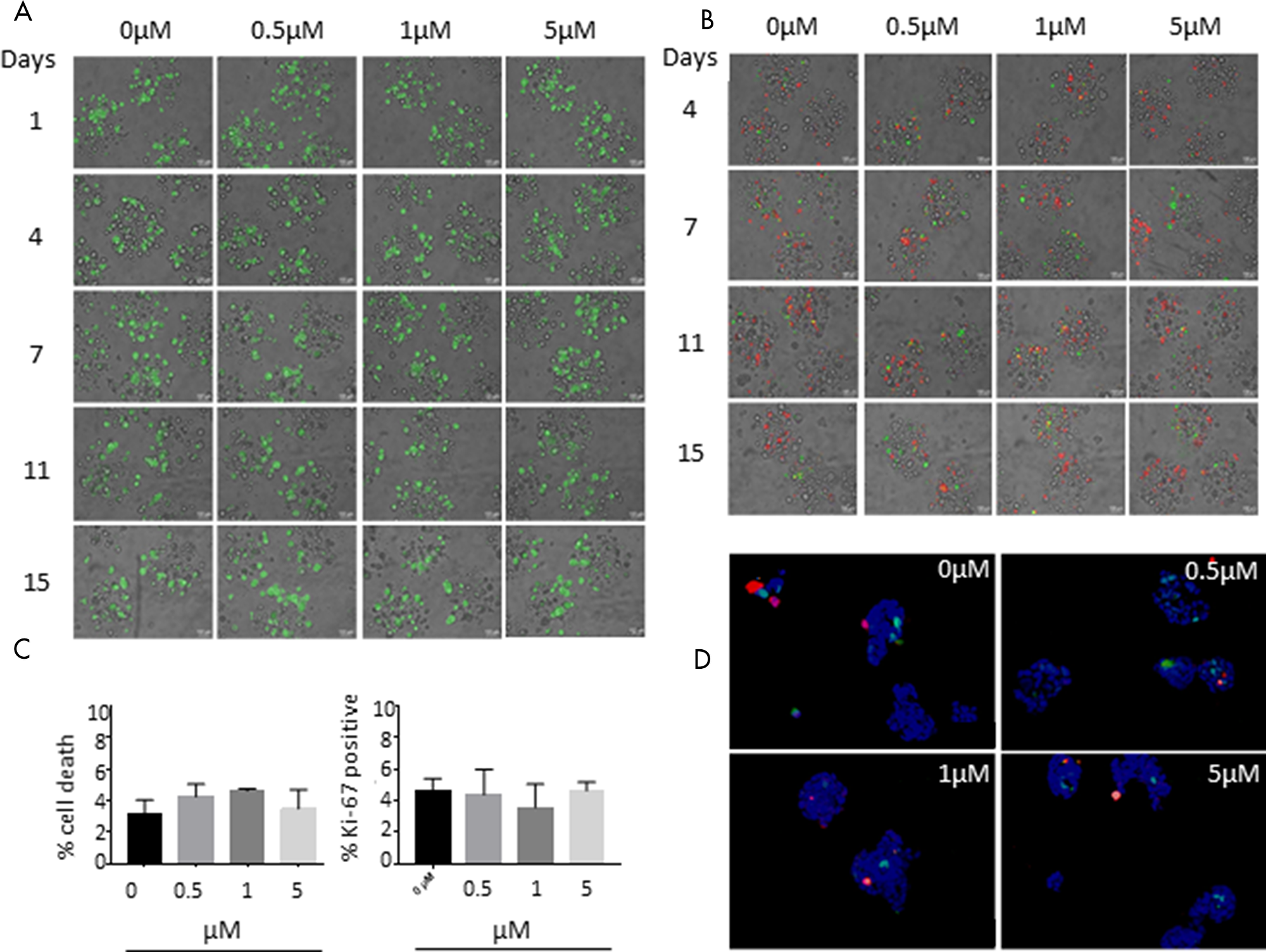 Figure 5: Effect of 15-day incubation of BI 1002494 on T-47D breast cancer cells cultivated in alginate capsules in a bioreactor.