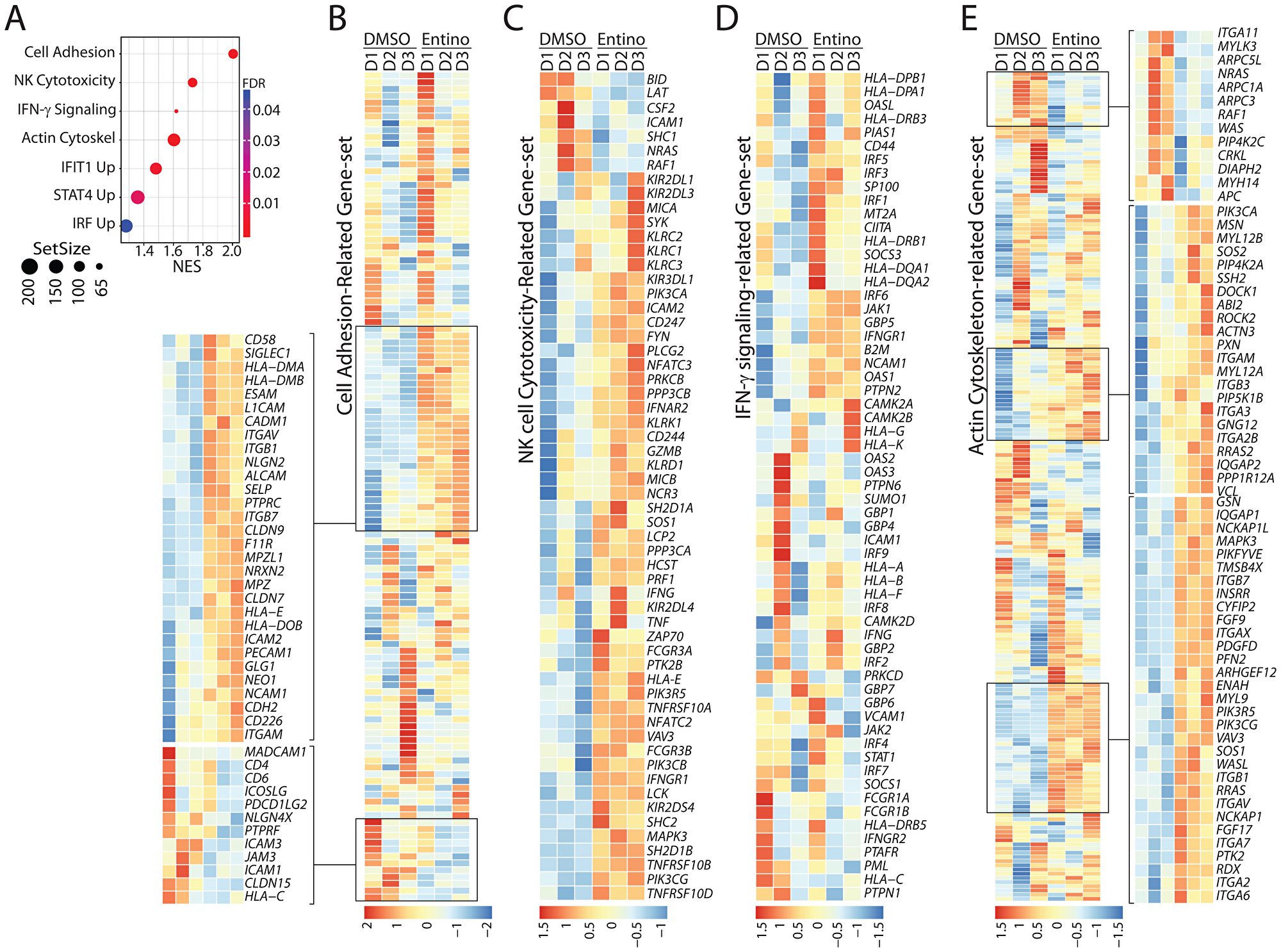 Exposure to entinostat increases the expression of gene-sets involved in the effector functions of NK cells.