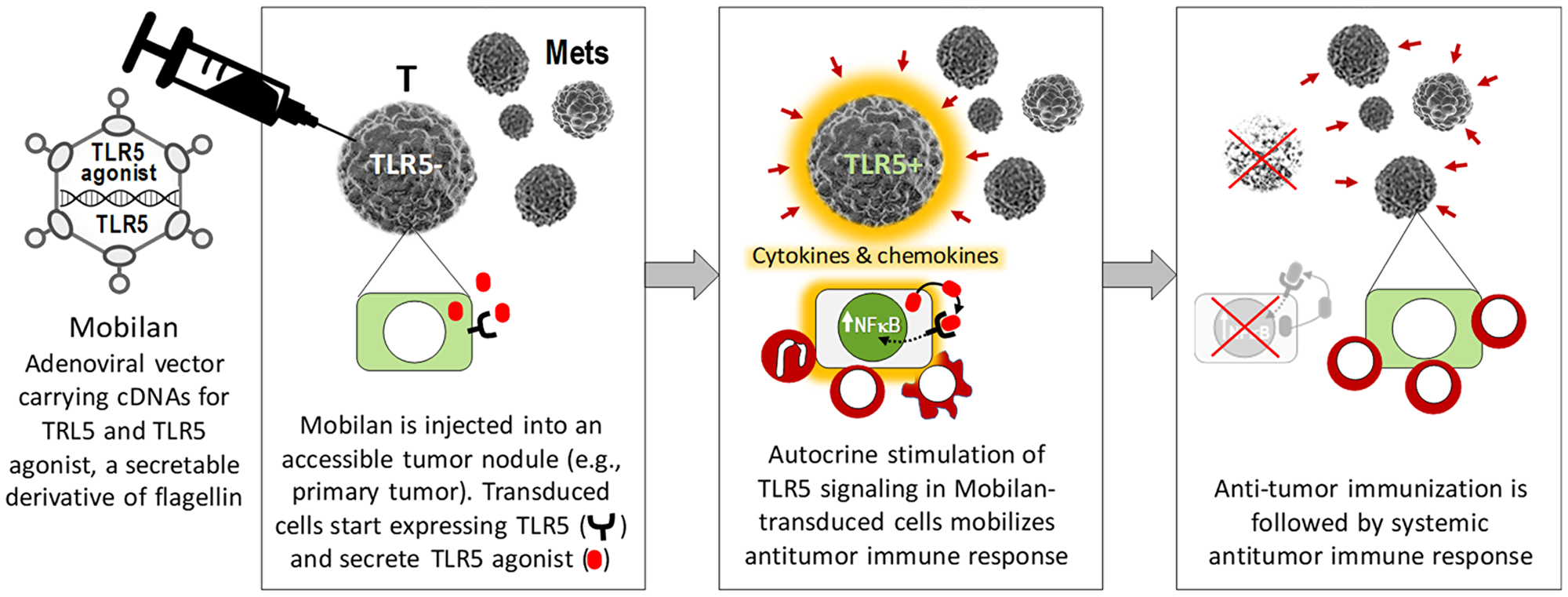 Figure 1: Schematic illustration of the mechanism of action of Mobilan resulting in activation of antitumor immune responses.
