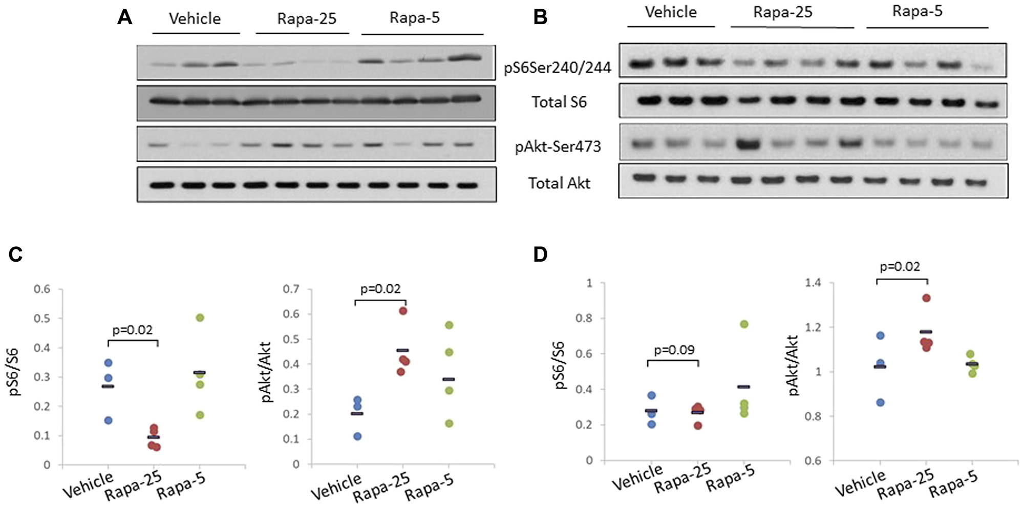 High dose (25 mg/kg) Rapatar treatment of psPten–/– mice leads to increased Akt activation in the liver and the prostate.