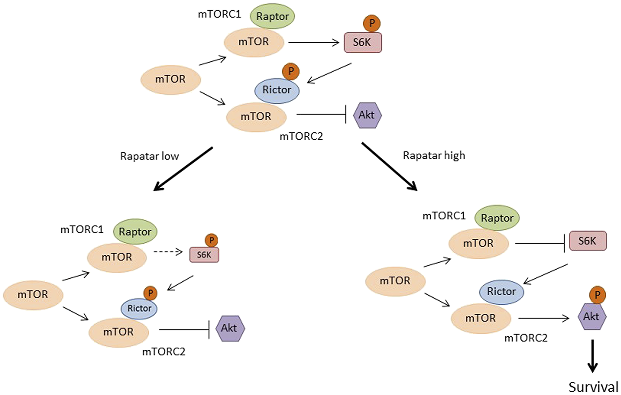 Proposed model explaining the differential tumor preventive effects of low and high doses of Rapatar on mTOR signaling in the psPten–/– mouse model.