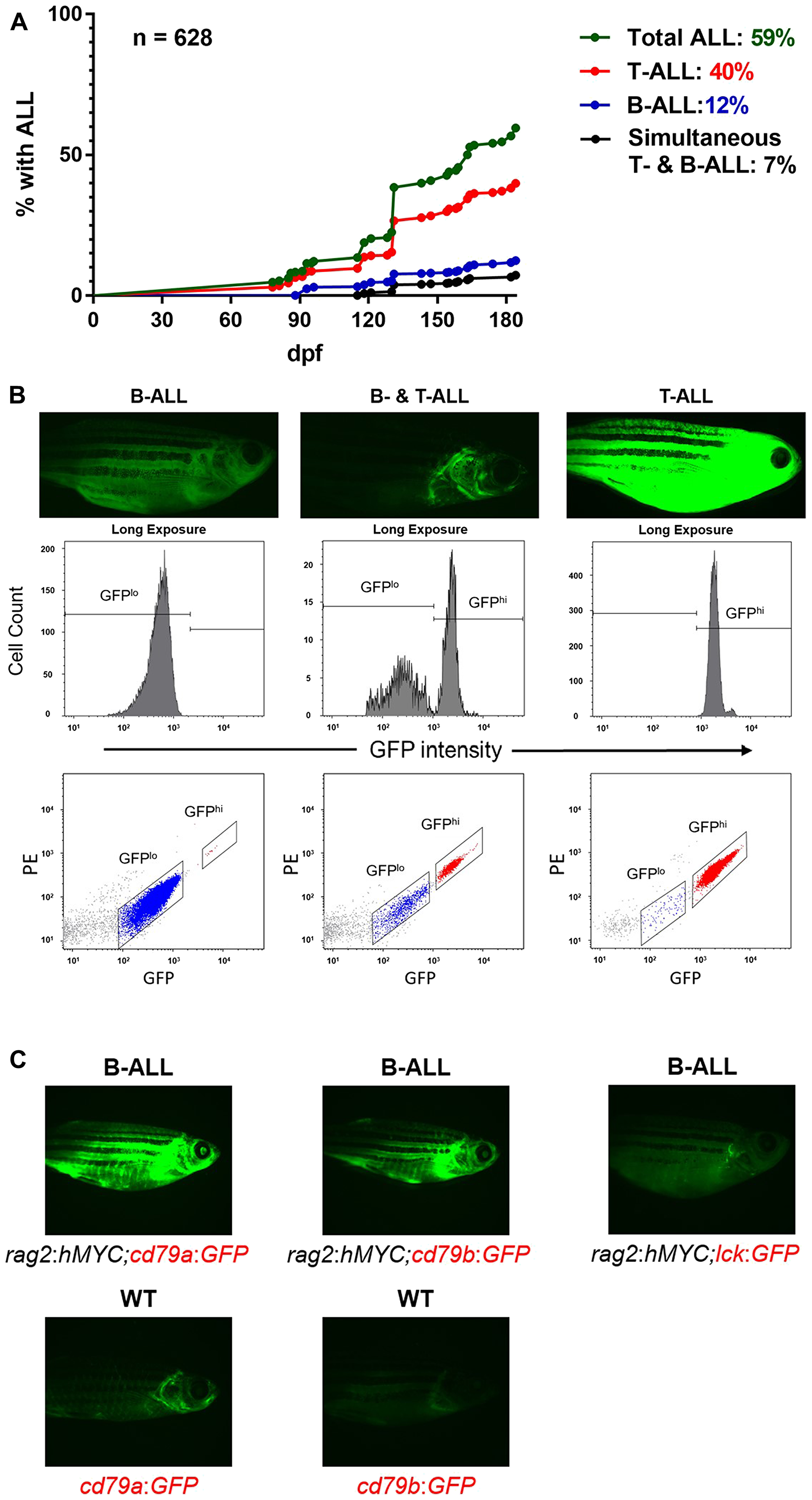 B-ALL in hMYC zebrafish.