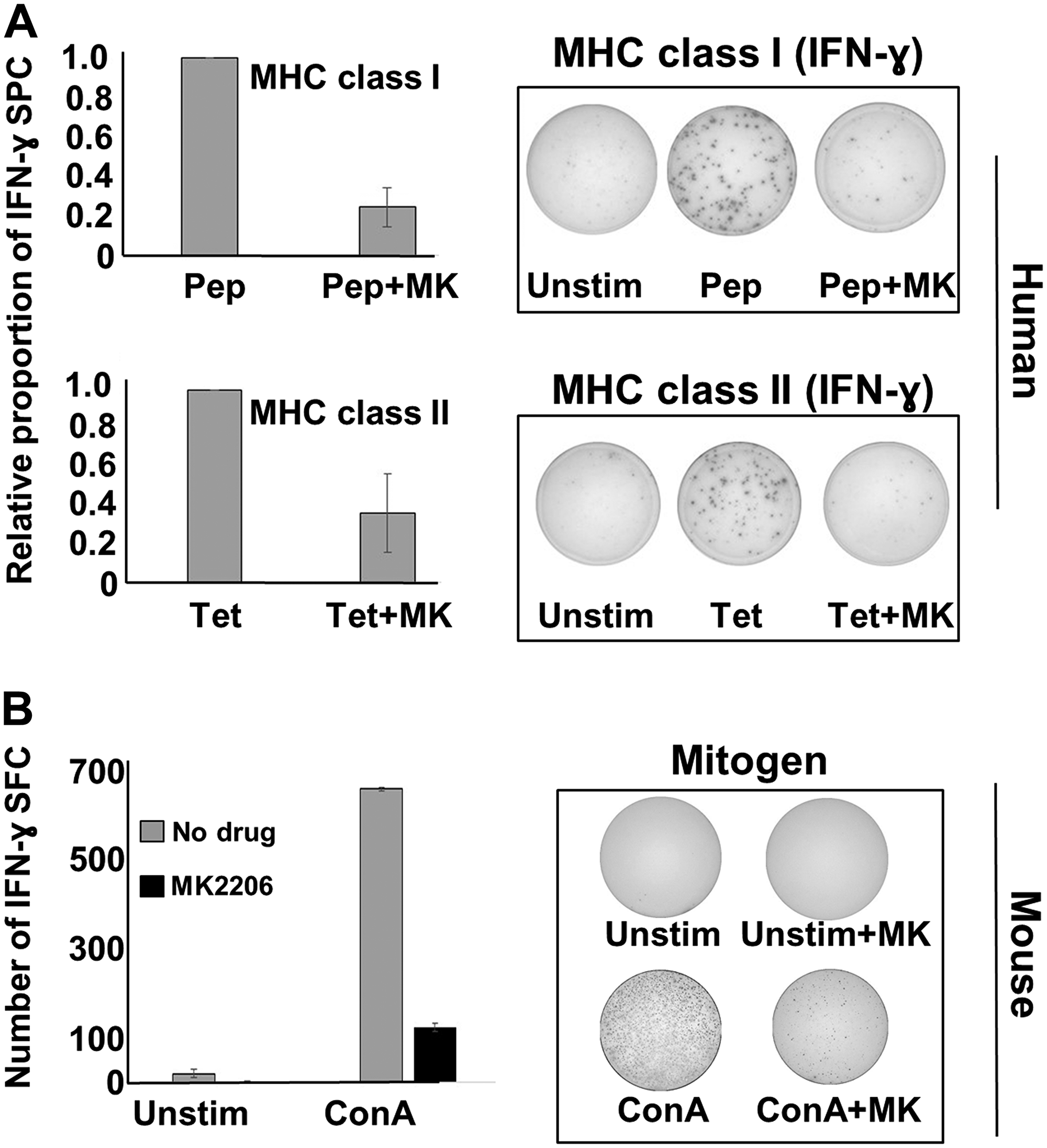 MK-2206 suppresses IFN-γ responses in human PBMCs and murine splenocytes.