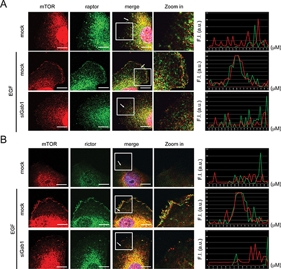 Knockdown of Gab1 reduces plasma membrane translocation of mTORCs after EGF stimulation.