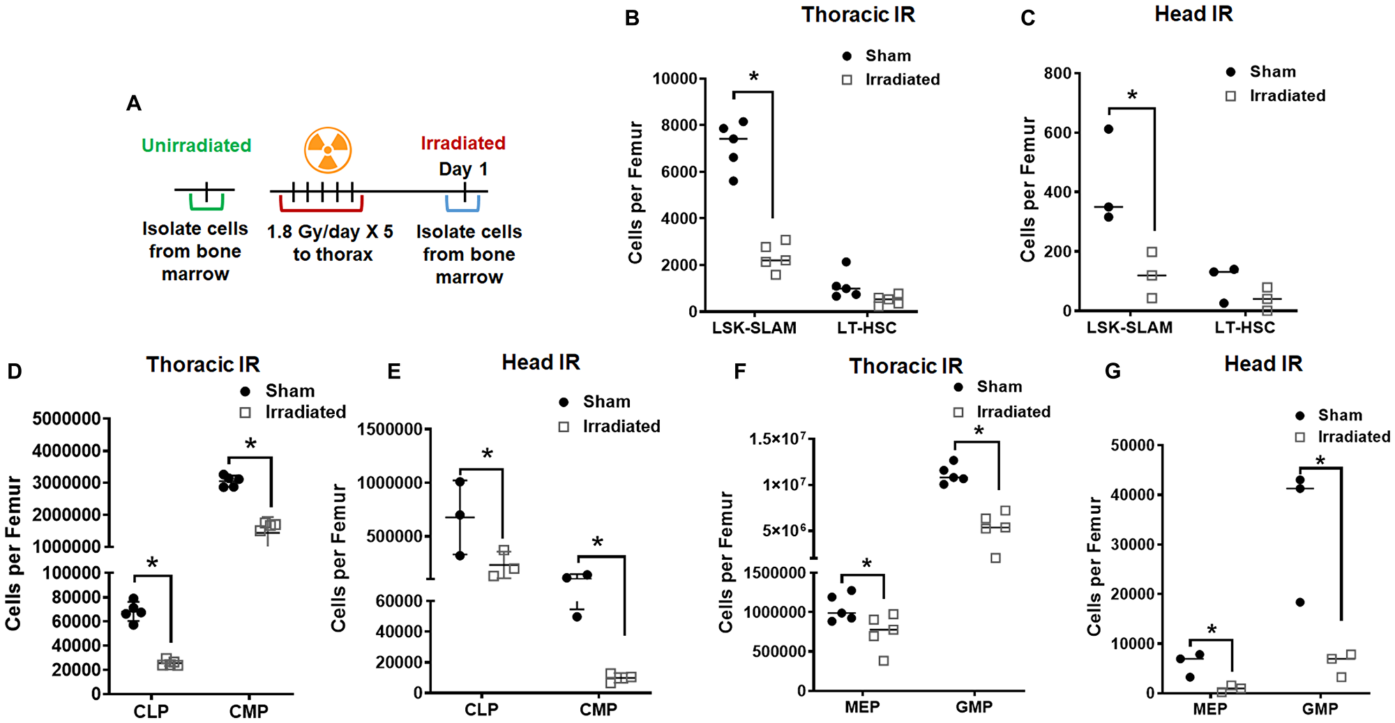 Radiation depletes hematopoietic stem cells and progenitor cells in the bone marrow.