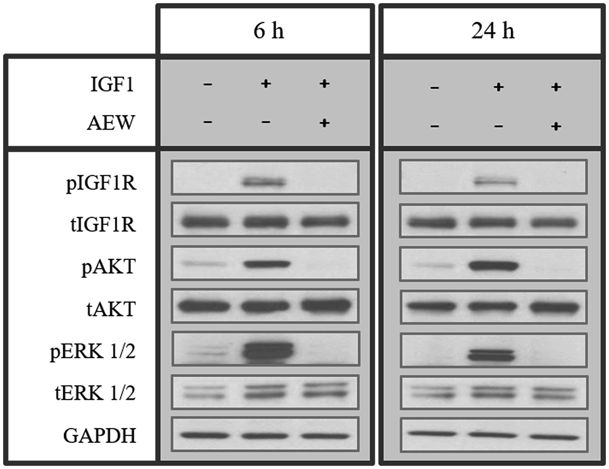 Effect of AEW541 on IGF1-mediated signaling.
