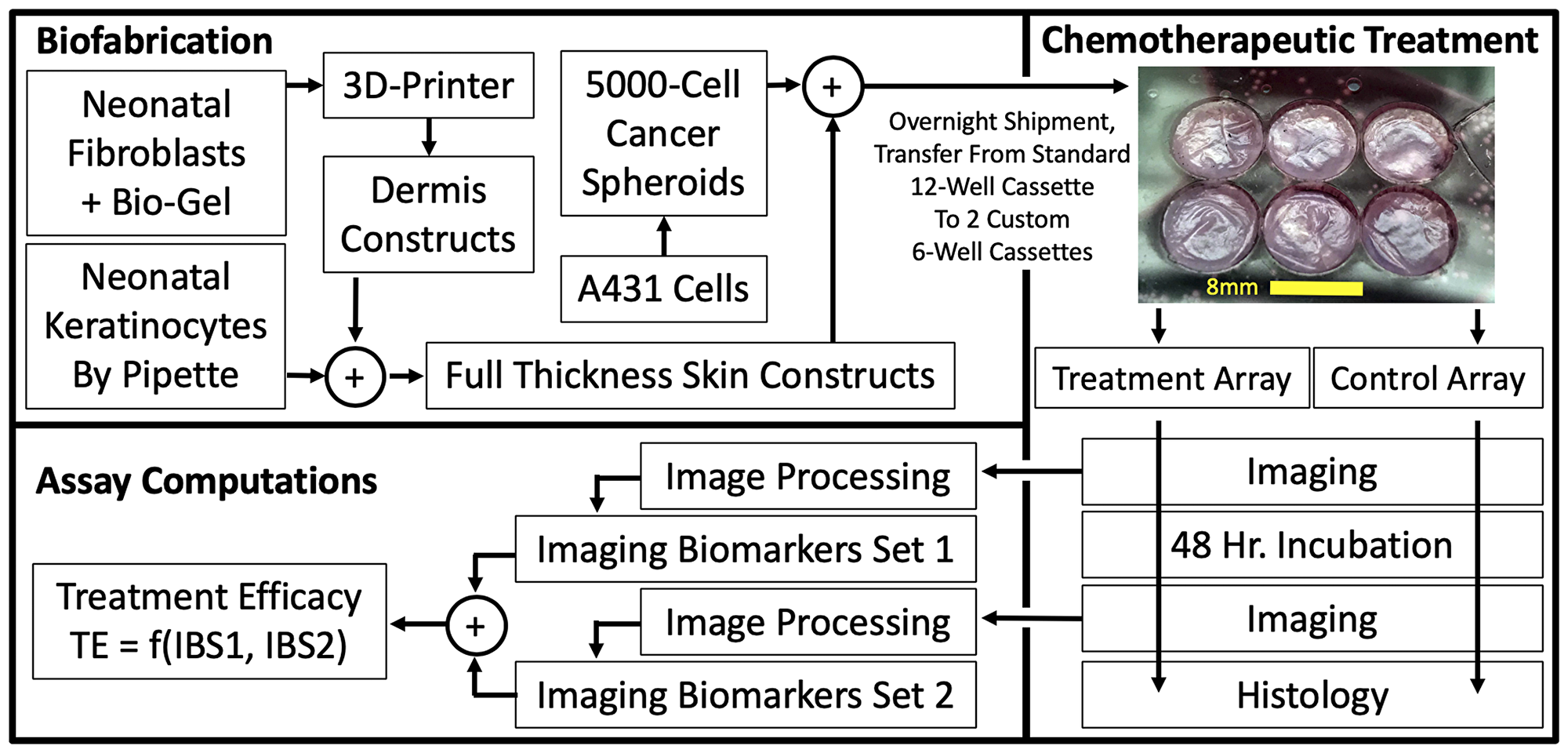 3D, Biofabricated tissue model system and chemotherapeutic assay using multi-channel confocal microscopy imaging biomarkers.